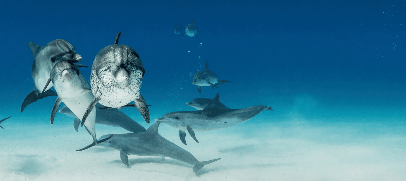 Show - Ocean of Light – Dolphins VR